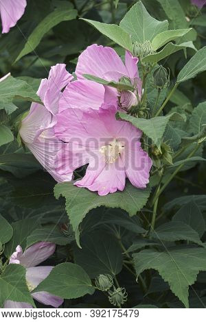 Rose Mallow (hibiscus Moscheutos). Called Swamp Rose-mallow, Crimsoneyed Rosemallow And Eastern Rose