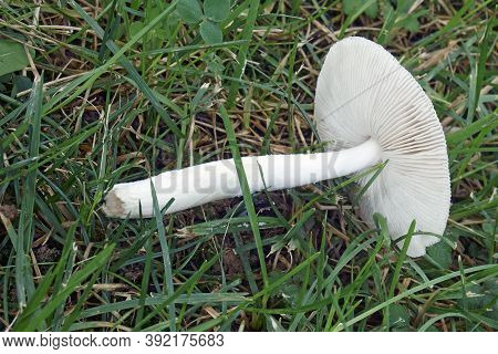 Close-up Image Of Grisette Mushroom (amanita Vaginata)