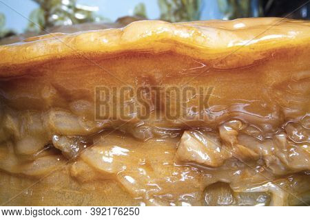 Close-up Thick Old Scoby (symbiotic Culture Of Bacteria And Yeast) Kombucha Image