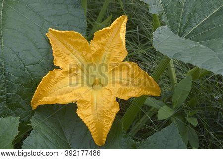 Pumpkin (cucurbita Pepo). Called Winter Squash And Summer Squash Also
