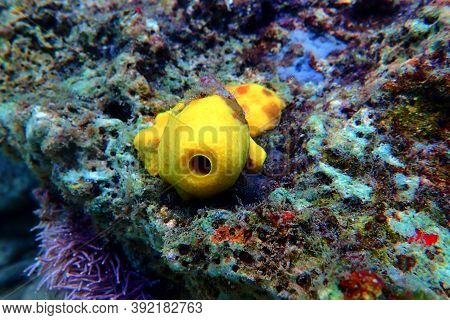 Yellow/golden Tube Mediterranean Sponge - Aplysina Aerophoba