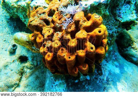 Yellow/golden Tube Mediterranean Sponge - Aplysina Aerophoba