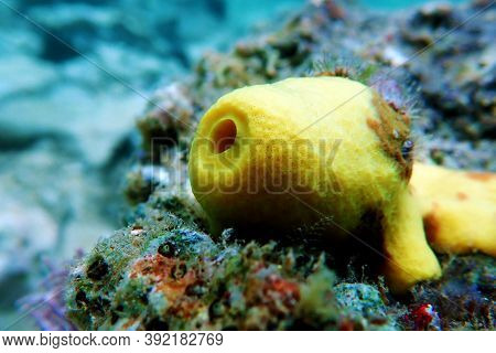 Yellow/golden Tube Mediterranean Sponge - Aplysina Aerophoba