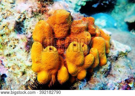 Yellow/golden Tube Mediterranean Sponge - Aplysina Aerophoba