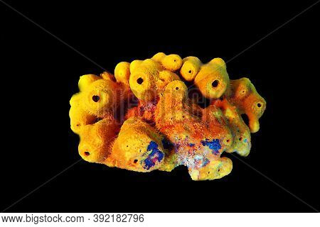 Yellow/golden Tube Mediterranean Sponge - Aplysina Aerophoba