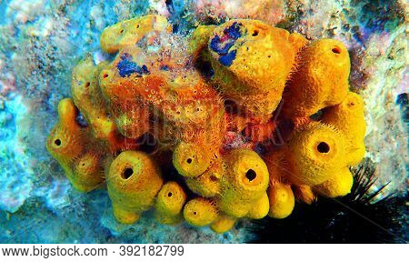 Yellow/golden Tube Mediterranean Sponge - Aplysina Aerophoba