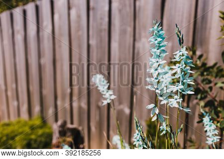 Close-up Of Ixia African Corn Lilies Plant Outdoor In Sunny Backyard Shot At Shallow Depth Of Field