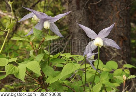 Blue Clematis (clematis Occidentalis) Purple Wildflower In Gallatin Range, Montana