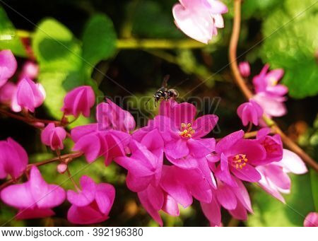 Plantae, Magnoliophyta, Magnoliopsida, Caryophyllales, Polygonaceae, Antigonon, Climbing Plant