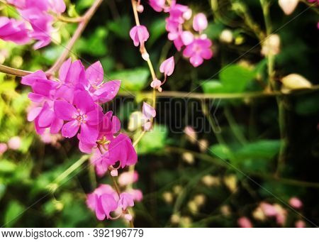 Bridal Tears (antigonon) Is A Climbing Plant (liana), A Member Of The Polygonaceae Tribe Originating