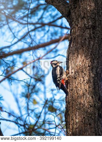 Little Woodpecker Sits On A Tree Trunk. A Woodpecker Obtains Food On A Large Tree Without Leaves In 