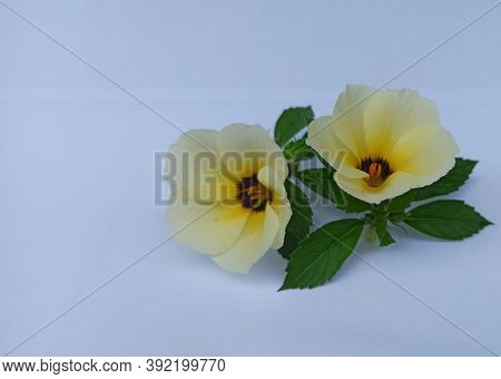 Turnera Subulata (turnera Subulata) Is A Species Of Flowering Plant Belonging To The Genus Of Eight 