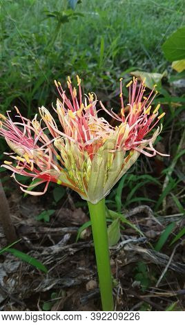 Early December Flowers Bloom, December Flower (scadoxus Multiflorus, Formerly Haemanthus Multiflorus