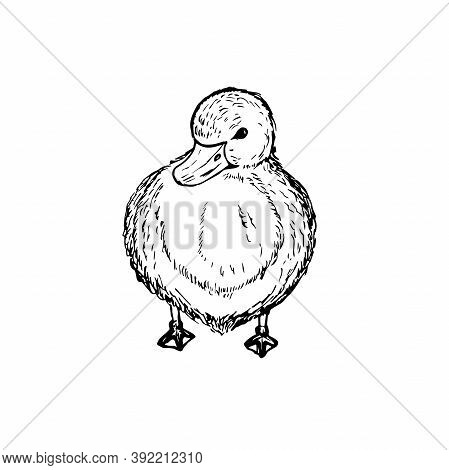 Hand Drawn Illustration Of Duckling. Poultry. Vector Illustration In Retro Style