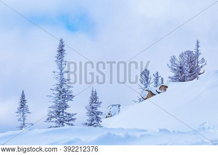 View Of Ski Resort Sheregesh From Utya Mountain. Snowdrifts And Snow-covered Trees In Fluffy Snow, S