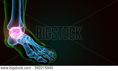 3d Illustration Of The Human Skeleton Talus Bone Anatomy