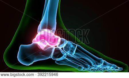 3d Illustration Of The Human Skeleton Talus Bone Anatomy