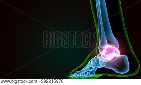 3d Illustration Of The Human Skeleton Talus Bone Anatomy
