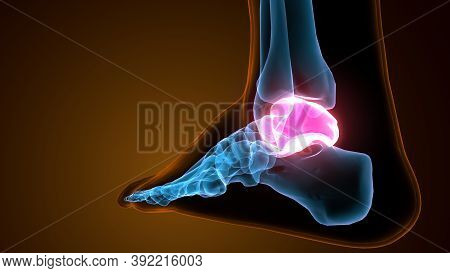 3d Illustration Of The Human Skeleton Talus Bone Anatomy