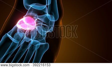 3d Illustration Of The Human Skeleton Navicular Bone