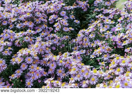 Aster Shrub Undersized Blaubox. Natural Abstract Background Of Purple Flowers