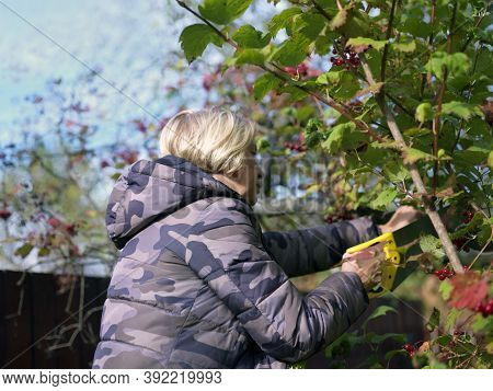 Female In Camouflage Jacket Trimming A Rown Tree, Outdoor Shot