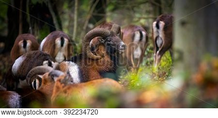 Mouflon Male With Herd In Autumn Forest