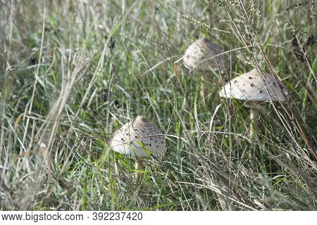 Proudly Standing On The Heels Of Tall Kite Mushrooms, Fungus Kite, Mushroom Umbrella. Selective Focu