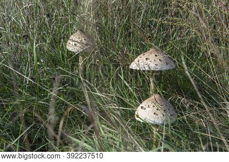 Proudly Standing On The Heels Of Tall Kite Mushrooms, Fungus Kite, Mushroom Umbrella. Selective Focu