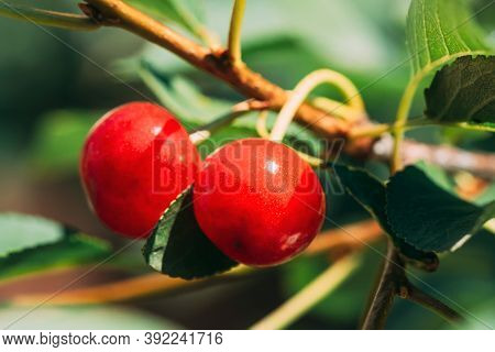 Red Ripe Berries Prunus Subg. Cerasus On Tree In Summer Vegetable Garden.