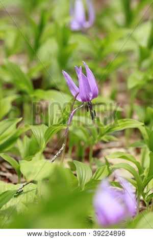 Katakuri (erythronium Japonicum)