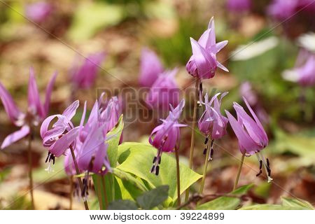 Katakuri (erythronium Japonicum)