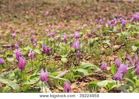 Katakuri (erythronium Japonicum)