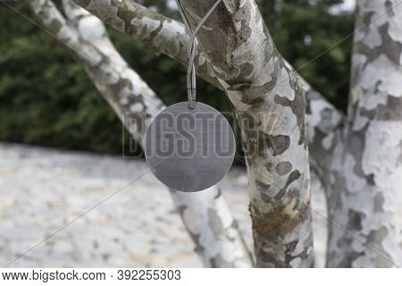 Lacebark Pine, White Barked Pine, Pinus Bungeana Tree.