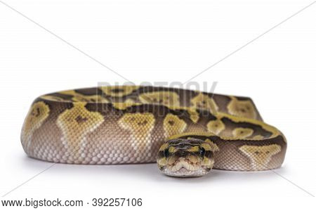 Baby Female Lesser Pastel Ballpython Aka Python Regius. Frobt View. Isolated On White Background.