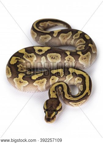 Baby Female Lesser Pastel Ballpython Aka Python Regius. Top View. Isolated On White Background.