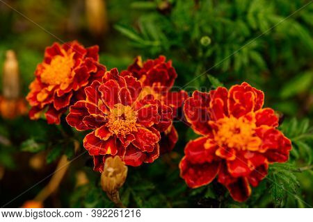Close Up Yellow Marigold In Mome Garden With Nature Vivid Color.