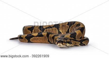 Baby Male Enchi Ballpython Aka Python Regius, Isolated On White Background.