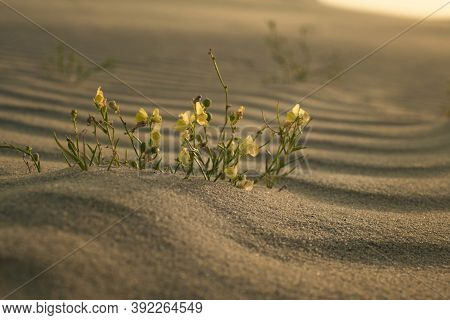 A Group Of Blooming Gallwort (linaria Loeselii) In Its Natural Environment At Dawn, Curonian Spit, K