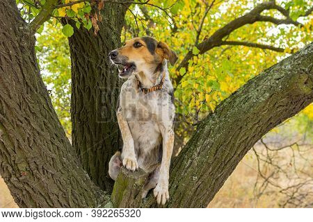 Mixed-breed Female Dog Sitting On A Tree Branch And Wondering How Cool The  Place Of Ambush Is.
