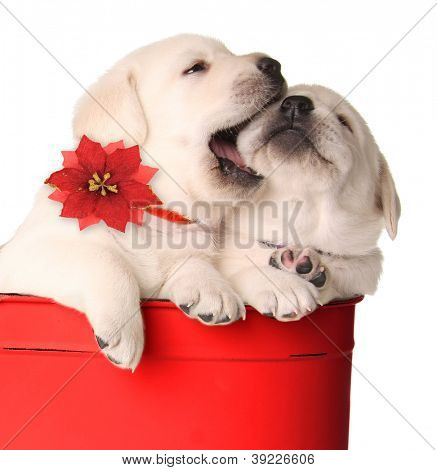 Lekfull jul valpar i en röd behållare.