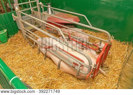 Big Sow With Piggles In Straw At Farrowing Parlour Farm