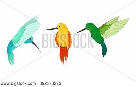 Hummingbirds As Small Bird With Beating Wings And Bright Plumage Vector Set