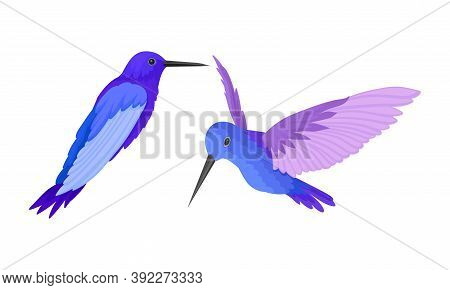 Hummingbirds As Small Bird With Beating Wings And Bright Plumage Vector Set