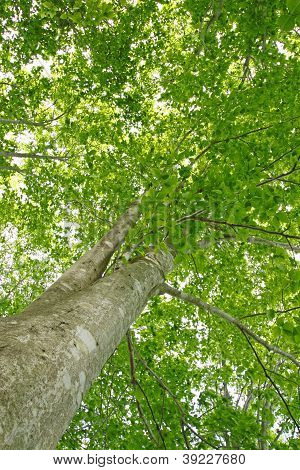 Beech Canopy