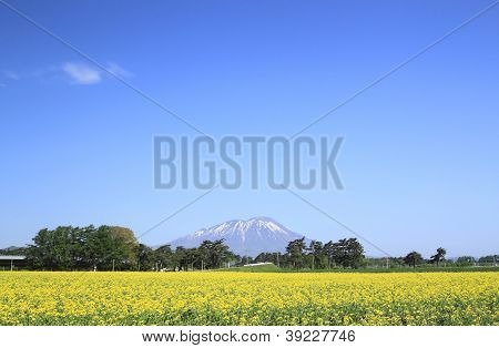 Mt. Iwate i rzepakowym polu, uprawy rzepak