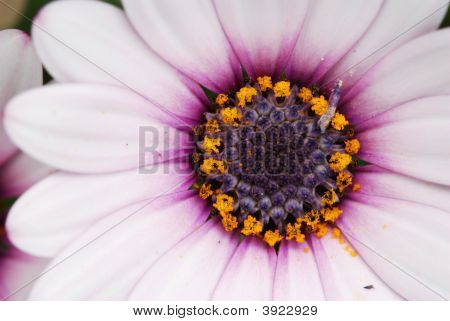 Bleg Pink Cineraria blomst