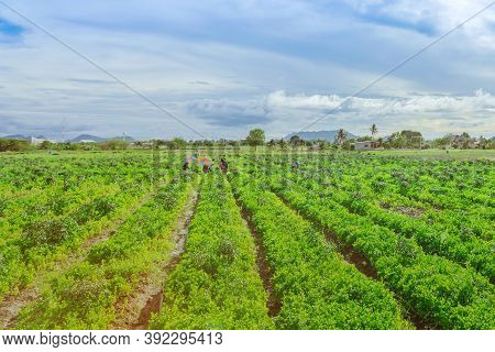 Group Of Farmers Help Harvest Vegetables Grown On The Farm
By Using A Large Umbrella To Help Shade T