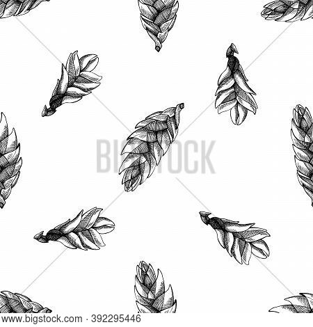 Seamless Pattern With Black And White Bromeliad Stock Illustration