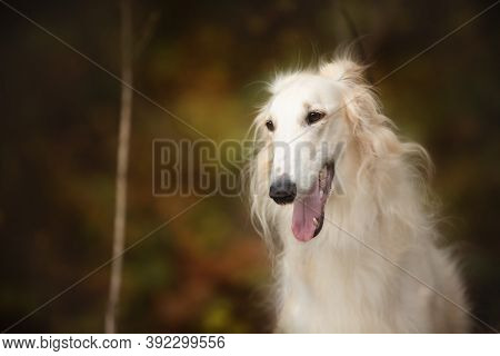 Adorable Russian Borzoi Dog In The Dark Fall Forest. Beautiful Dog Breed Russian Wolfhound In Autumn